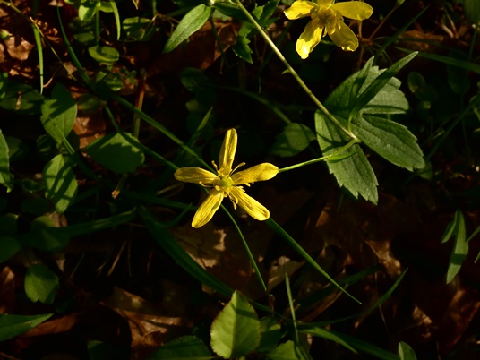 {Ranunculus septentrionalis}